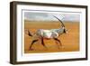 Galloping Oryx, 2010-Mark Adlington-Framed Giclee Print