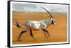 Galloping Oryx, 2010-Mark Adlington-Framed Stretched Canvas