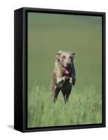 Galloping Weimaraner-DLILLC-Framed Stretched Canvas