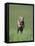 Galloping Weimaraner-DLILLC-Framed Stretched Canvas