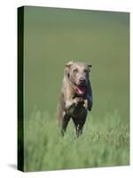 Galloping Weimaraner-DLILLC-Stretched Canvas