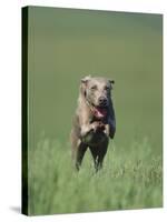 Galloping Weimaraner-DLILLC-Stretched Canvas