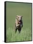 Galloping Weimaraner-DLILLC-Framed Stretched Canvas