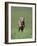 Galloping Weimaraner-DLILLC-Framed Photographic Print