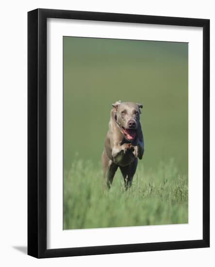 Galloping Weimaraner-DLILLC-Framed Photographic Print