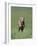 Galloping Weimaraner-DLILLC-Framed Photographic Print