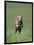 Galloping Weimaraner-DLILLC-Framed Photographic Print