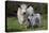 Galloway Cow and Calf in Spring Pasture, East Granby, Connecticut, USA-Lynn M^ Stone-Stretched Canvas