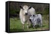 Galloway Cow and Calf in Spring Pasture, East Granby, Connecticut, USA-Lynn M^ Stone-Framed Stretched Canvas