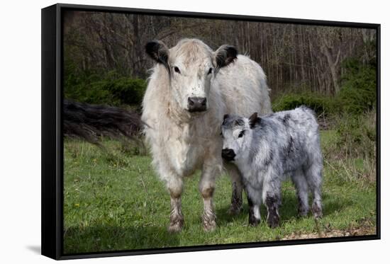 Galloway Cow and Calf in Spring Pasture, East Granby, Connecticut, USA-Lynn M^ Stone-Framed Stretched Canvas