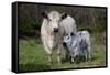 Galloway Cow and Calf in Spring Pasture, East Granby, Connecticut, USA-Lynn M^ Stone-Framed Stretched Canvas