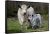 Galloway Cow and Calf in Spring Pasture, East Granby, Connecticut, USA-Lynn M^ Stone-Framed Stretched Canvas