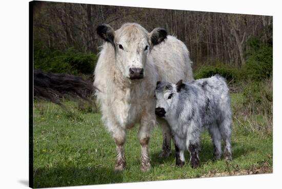 Galloway Cow and Calf in Spring Pasture, East Granby, Connecticut, USA-Lynn M^ Stone-Stretched Canvas