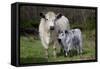 Galloway Cow and Calf in Spring Pasture, East Granby, Connecticut, USA-Lynn M^ Stone-Framed Stretched Canvas