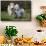 Galloway Cow and Calf in Spring Pasture, East Granby, Connecticut, USA-Lynn M^ Stone-Framed Stretched Canvas displayed on a wall