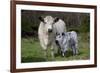 Galloway Cow and Calf in Spring Pasture, East Granby, Connecticut, USA-Lynn M^ Stone-Framed Photographic Print