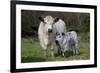 Galloway Cow and Calf in Spring Pasture, East Granby, Connecticut, USA-Lynn M^ Stone-Framed Photographic Print