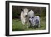 Galloway Cow and Calf in Spring Pasture, East Granby, Connecticut, USA-Lynn M^ Stone-Framed Photographic Print