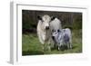 Galloway Cow and Calf in Spring Pasture, East Granby, Connecticut, USA-Lynn M^ Stone-Framed Photographic Print