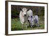 Galloway Cow and Calf in Spring Pasture, East Granby, Connecticut, USA-Lynn M^ Stone-Framed Photographic Print