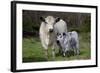 Galloway Cow and Calf in Spring Pasture, East Granby, Connecticut, USA-Lynn M^ Stone-Framed Photographic Print