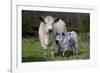 Galloway Cow and Calf in Spring Pasture, East Granby, Connecticut, USA-Lynn M^ Stone-Framed Photographic Print