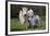 Galloway Cow and Calf in Spring Pasture, East Granby, Connecticut, USA-Lynn M^ Stone-Framed Photographic Print