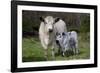 Galloway Cow and Calf in Spring Pasture, East Granby, Connecticut, USA-Lynn M^ Stone-Framed Photographic Print