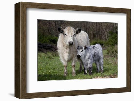 Galloway Cow and Calf in Spring Pasture, East Granby, Connecticut, USA-Lynn M^ Stone-Framed Photographic Print