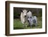 Galloway Cow and Calf in Spring Pasture, East Granby, Connecticut, USA-Lynn M^ Stone-Framed Photographic Print