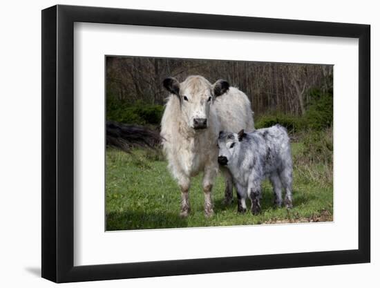 Galloway Cow and Calf in Spring Pasture, East Granby, Connecticut, USA-Lynn M^ Stone-Framed Photographic Print