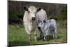 Galloway Cow and Calf in Spring Pasture, East Granby, Connecticut, USA-Lynn M^ Stone-Mounted Photographic Print