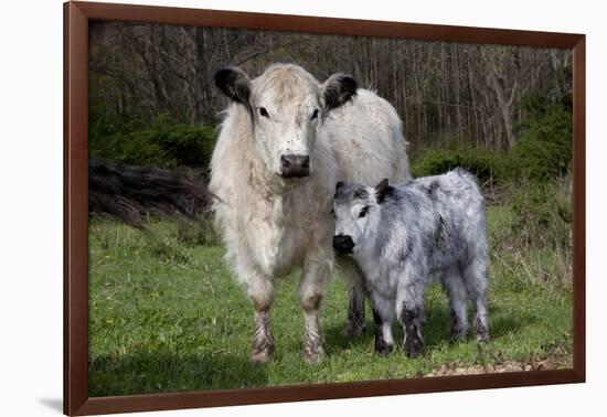 Galloway Cow and Calf in Spring Pasture, East Granby, Connecticut, USA-Lynn M^ Stone-Framed Photographic Print