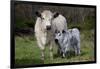 Galloway Cow and Calf in Spring Pasture, East Granby, Connecticut, USA-Lynn M^ Stone-Framed Photographic Print