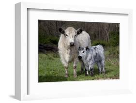 Galloway Cow and Calf in Spring Pasture, East Granby, Connecticut, USA-Lynn M^ Stone-Framed Photographic Print