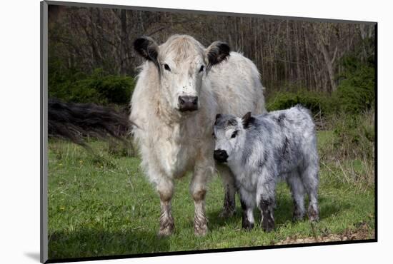 Galloway Cow and Calf in Spring Pasture, East Granby, Connecticut, USA-Lynn M^ Stone-Mounted Photographic Print