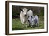 Galloway Cow and Calf in Spring Pasture, East Granby, Connecticut, USA-Lynn M^ Stone-Framed Photographic Print