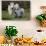 Galloway Cow and Calf in Spring Pasture, East Granby, Connecticut, USA-Lynn M^ Stone-Photographic Print displayed on a wall