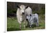 Galloway Cow and Calf in Spring Pasture, East Granby, Connecticut, USA-Lynn M^ Stone-Framed Photographic Print