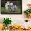 Galloway Cow and Calf in Spring Pasture, East Granby, Connecticut, USA-Lynn M^ Stone-Framed Photographic Print displayed on a wall