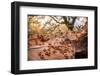 Galls of the Silk button gall wasp on the underside of an Oak leaf-Alex Hyde-Framed Photographic Print