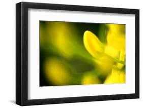 Galphimia Vine (Tristellateia australasiae) close-up of flowers-Nicholas & Sherry Lu Aldridge-Framed Photographic Print