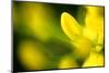 Galphimia Vine (Tristellateia australasiae) close-up of flowers-Nicholas & Sherry Lu Aldridge-Mounted Photographic Print
