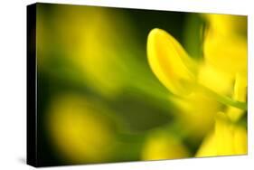 Galphimia Vine (Tristellateia australasiae) close-up of flowers-Nicholas & Sherry Lu Aldridge-Stretched Canvas