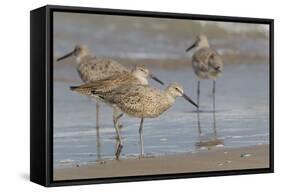 Galveston Island, Texas. Willet Flock on Texas Gulf Coast Beach-Larry Ditto-Framed Stretched Canvas