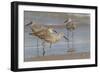 Galveston Island, Texas. Willet Flock on Texas Gulf Coast Beach-Larry Ditto-Framed Photographic Print