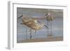 Galveston Island, Texas. Willet Flock on Texas Gulf Coast Beach-Larry Ditto-Framed Photographic Print