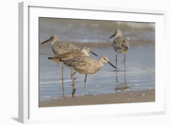 Galveston Island, Texas. Willet Flock on Texas Gulf Coast Beach-Larry Ditto-Framed Photographic Print