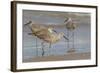 Galveston Island, Texas. Willet Flock on Texas Gulf Coast Beach-Larry Ditto-Framed Photographic Print