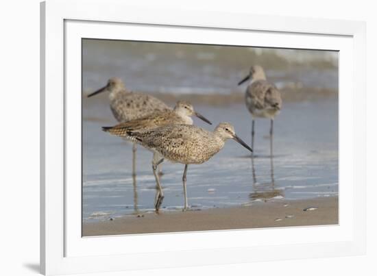 Galveston Island, Texas. Willet Flock on Texas Gulf Coast Beach-Larry Ditto-Framed Photographic Print